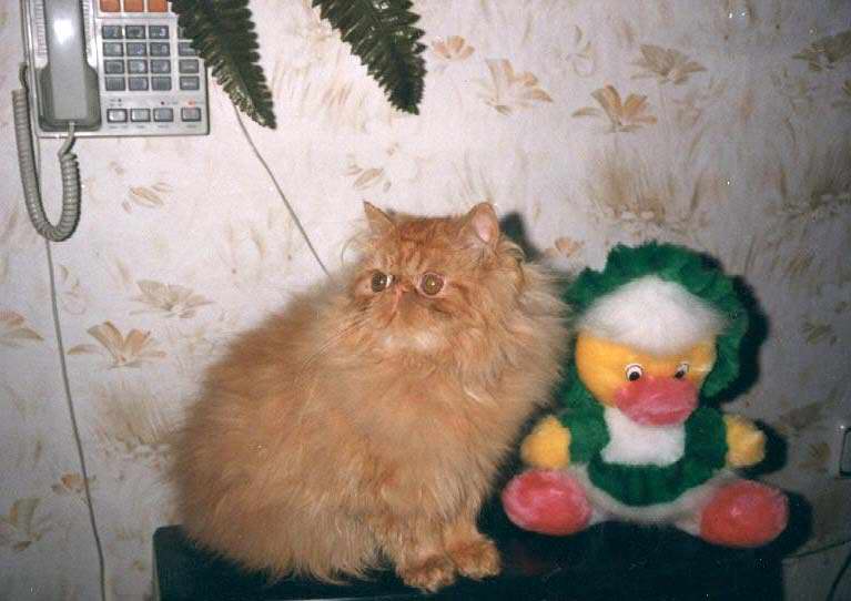 Gatti (63)